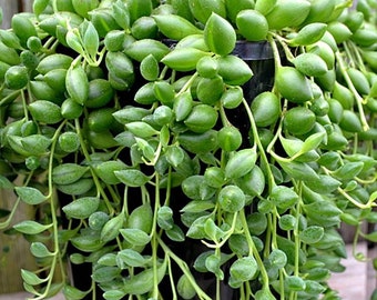 baby tears String of tears hanging succulent 4 cuttings each 3"-4" long Senecio