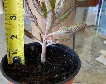 pink butterfly kalanchoe mother of thousands succulent 1 rooted cutting