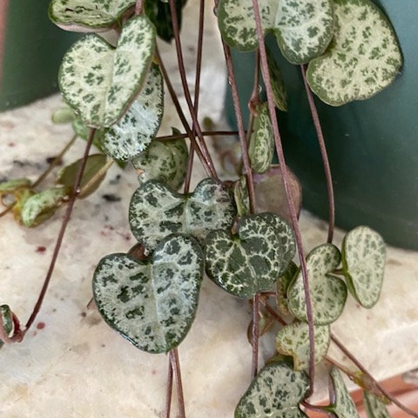 String of Hearts Ceropgia Woodii 4 cuttings 3" or more long