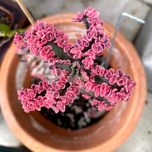 Pink Butterfly Kalanchoe succulent 2 leaf cutting mother of millions thousands READ ENTIRE LISTING