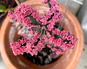 Pink Butterfly Kalanchoe succulent 2 leaf cutting mother of millions thousands READ ENTIRE LISTING