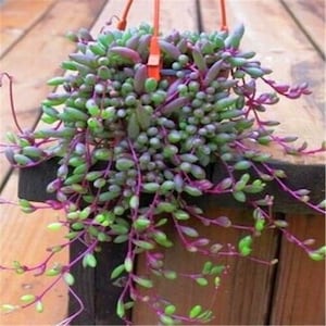 May include: A trailing succulent plant with green and purple leaves and stems. The plant is hanging from a pot and has a cascading effect.