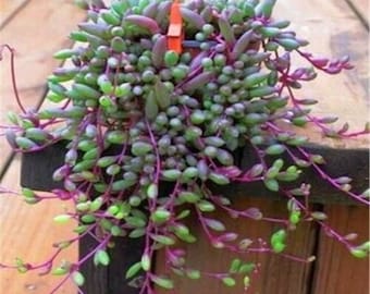 Othonna capensis ruby necklace hanging succulent 4 cuttings each 3"-4" long