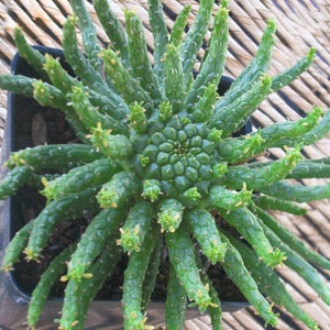 Euphorbia graniticola rooted cutting medusa plant euphorbia 