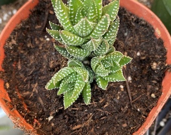 Hawarthia Reinwardtii succulent triple cluster