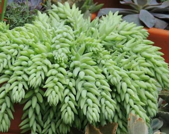 SEDUM donkey tail succulent 2 cuttings 2"-4" each