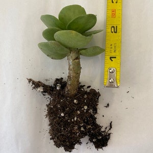 Portulaca molokiniensis Maraca succulent 1 rooted cuttings 12 in length image 3