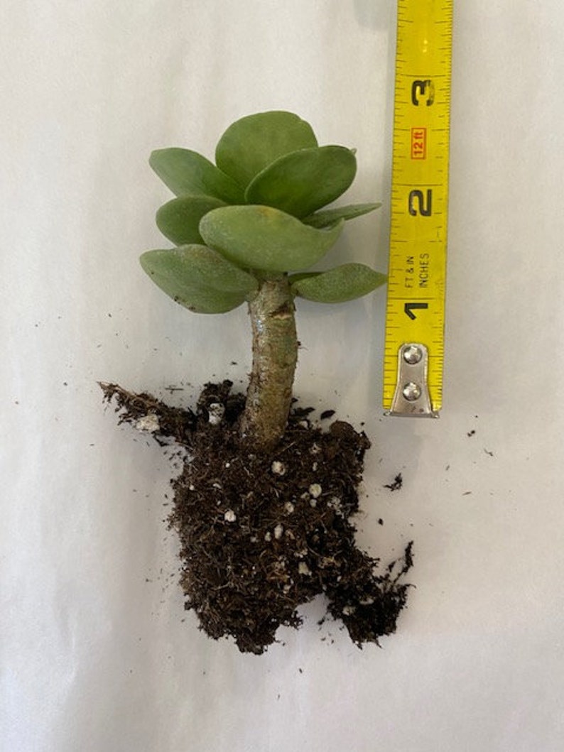 Portulaca molokiniensis Maraca succulent 1 rooted cuttings 12 in length image 3