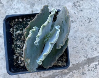 Rare Cotyledon Undulata SCALLOP Clam Succulent rooted cutting