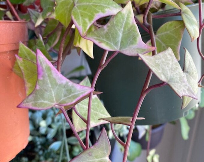 Glossus Variegated Wax Ivy Succulent 3 Cuttings Etsy