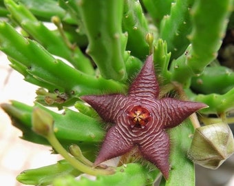 Stepelia Scitula mini starfish 2 rooted cuttings succulent cactus