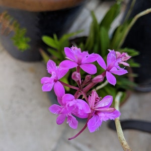 Epidendrum succulent like orchid fuschia purple 2 sprouts 1&quot;-3&quot;