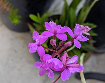 Epidendrum succulent like orchid fuschia purple 3 sprouts 1"-3"