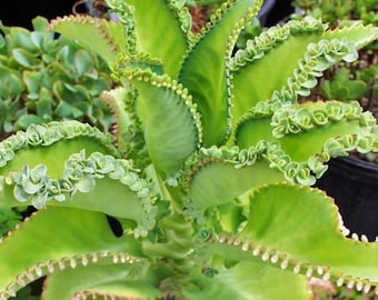 Mother of thousands millions Kalanchoe daigremontiana mexican hat 10 baby pups