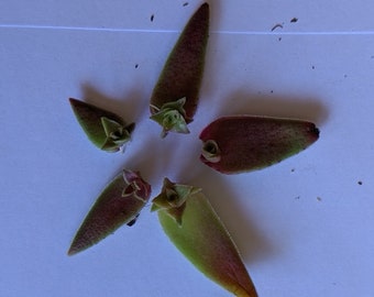 Crassula shark tooth succulent 5 propagated leaves
