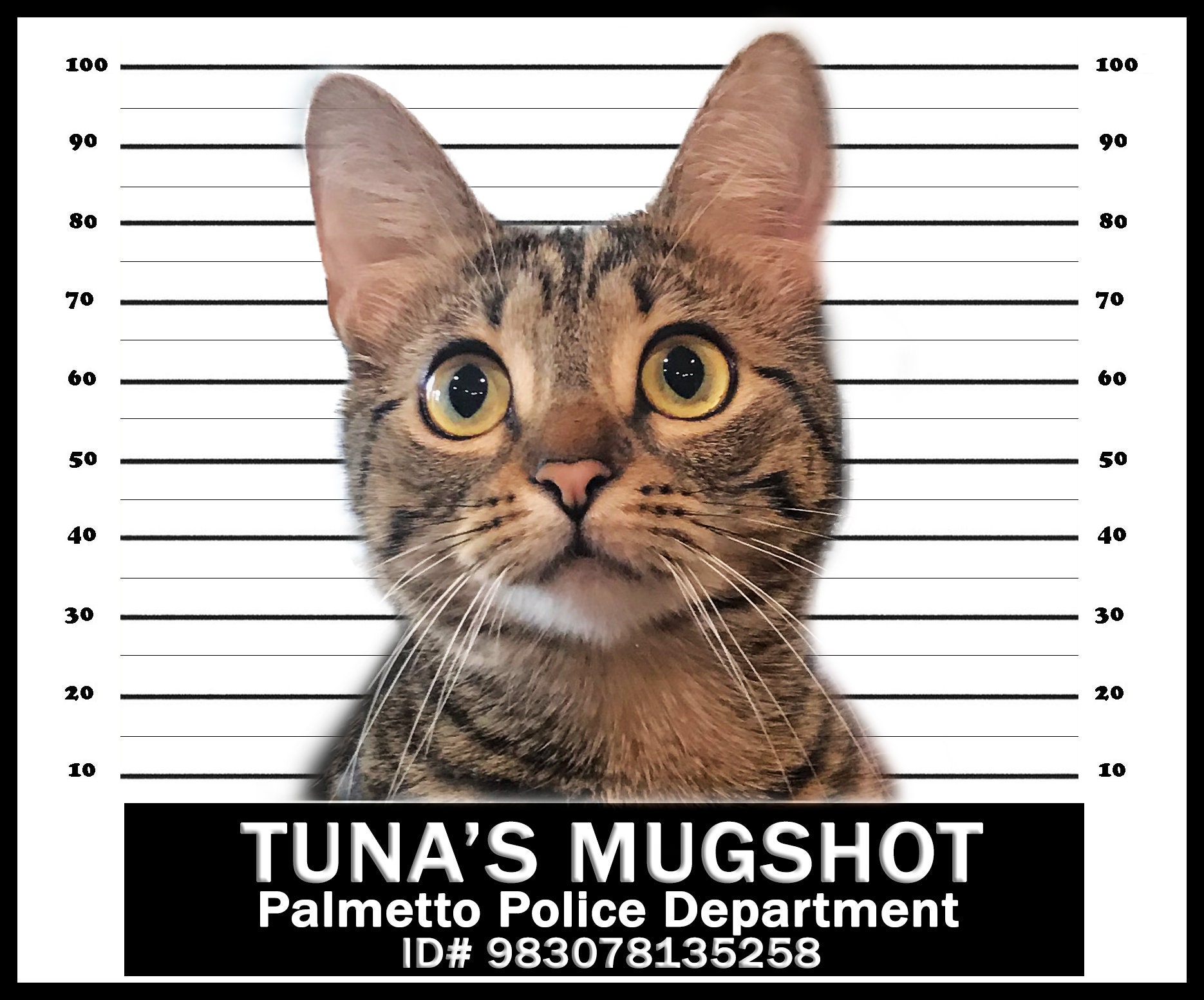 Your Cats Mugshot A Mugshot Of Your Cat On A Etsy 