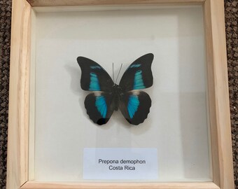 TITHOREA HARMONIA unmounted butterfly