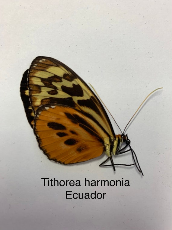 TITHOREA HARMONIA unmounted butterfly