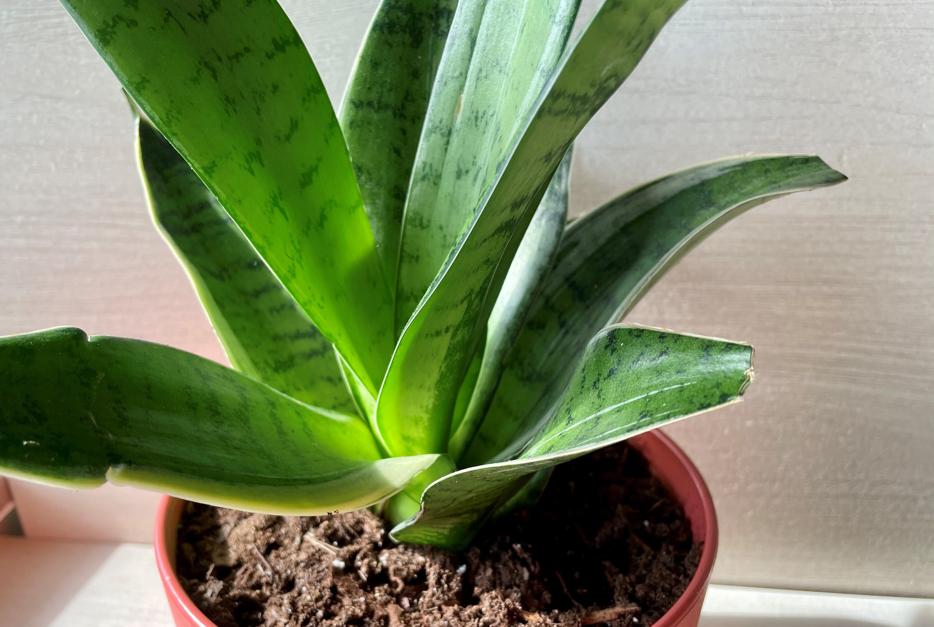 Baby Snake Plant Sansevieria Trifasciata Air Purifying Etsy Canada