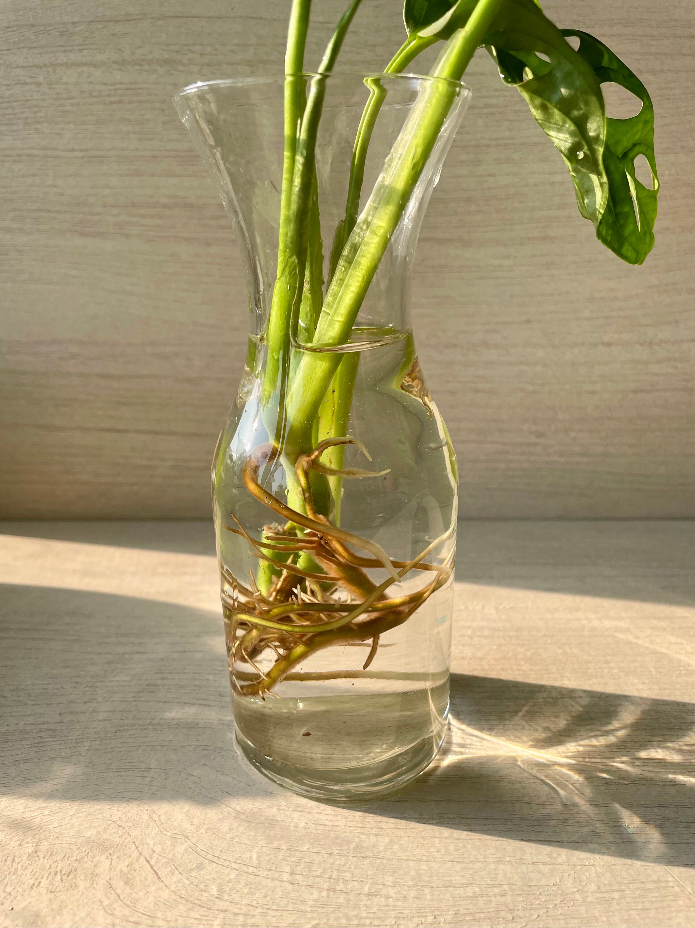 Propagation Bottles Propagation Station Glass Bottles Etsy