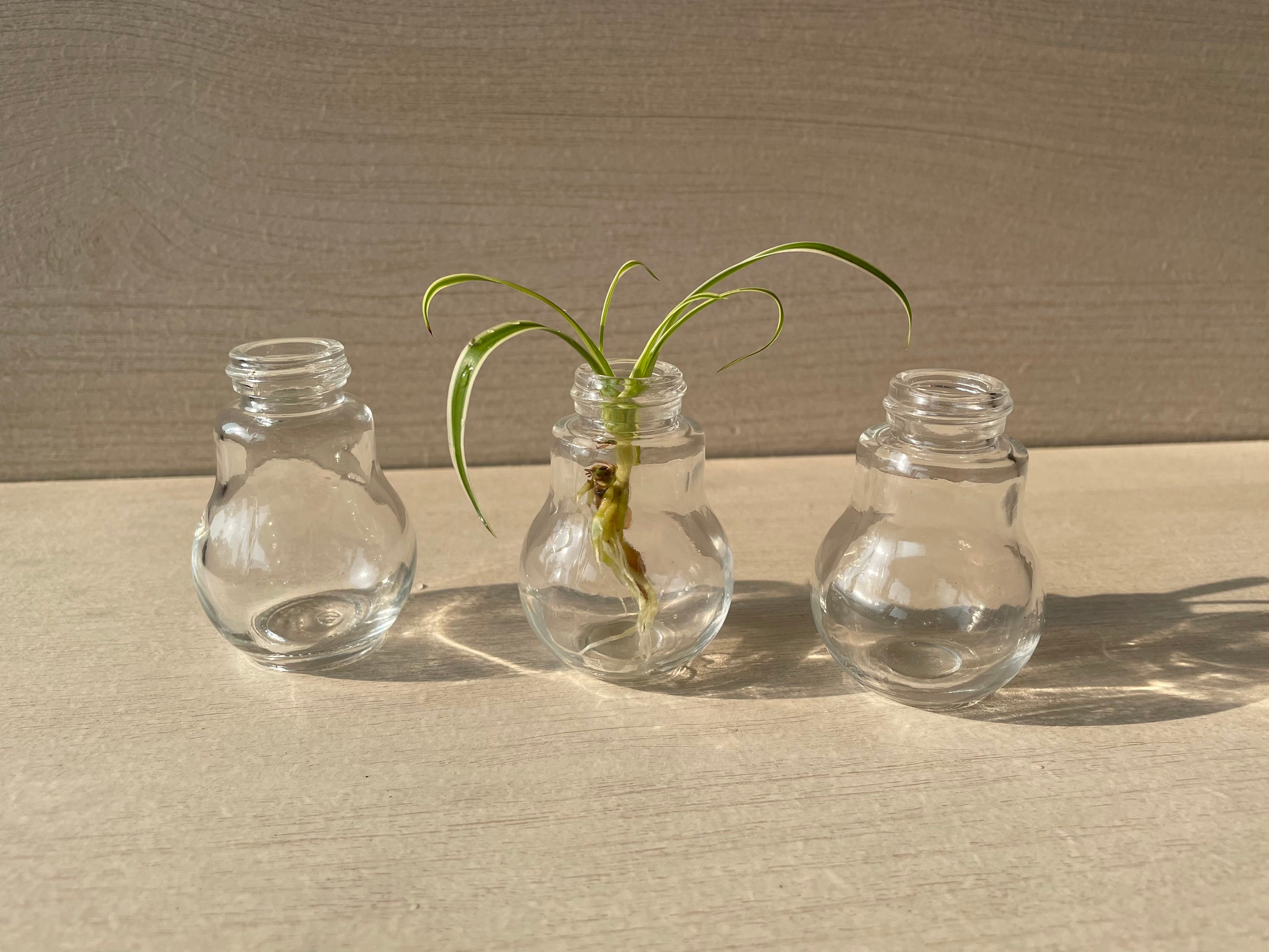 Propagation Glass Propagation Station Glass Bottles Etsy