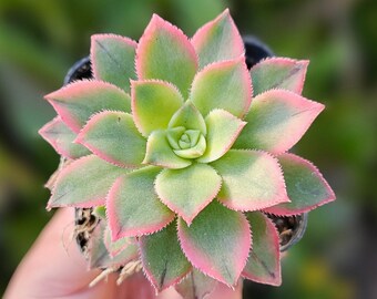 2" Aeonium Kiwi