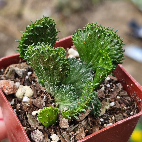 2" Euphorbia Flanaganii Cristata Crested Medusa's Head