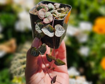 2" Ceropegia Woodii String Of Hearts