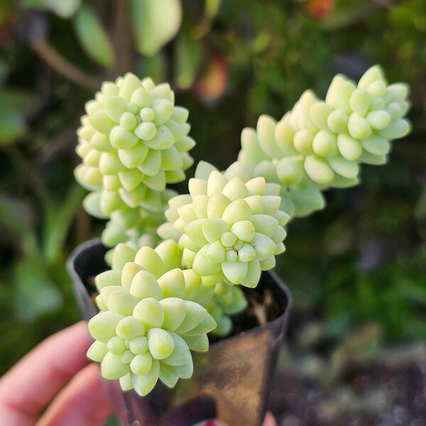 2" Sedum Morganianum Burrito