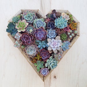Heart Planter - Succulent Arrangement - DIY Kit