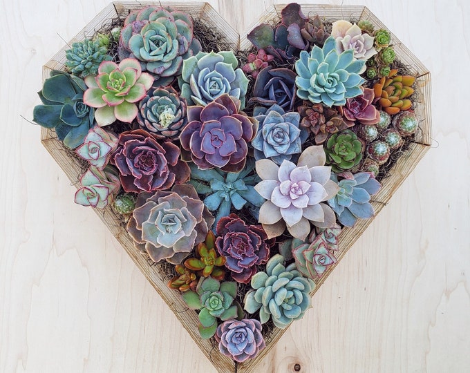 Heart Planter - Succulent Arrangement - DIY Kit