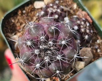 2" Copiapoa humilis