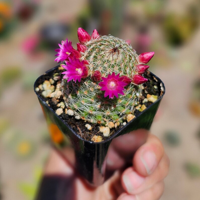 Mammillaria Matudae Thumb Cactus