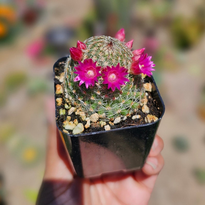 Mammillaria Matudae Thumb Cactus in bloom