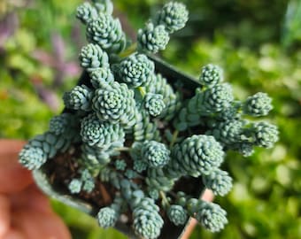 2" Sedum Dasyphyllum Major