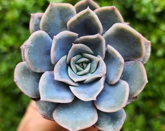 2" Echeveria Orion