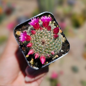 Mammillaria Matudae Thumb Cactus