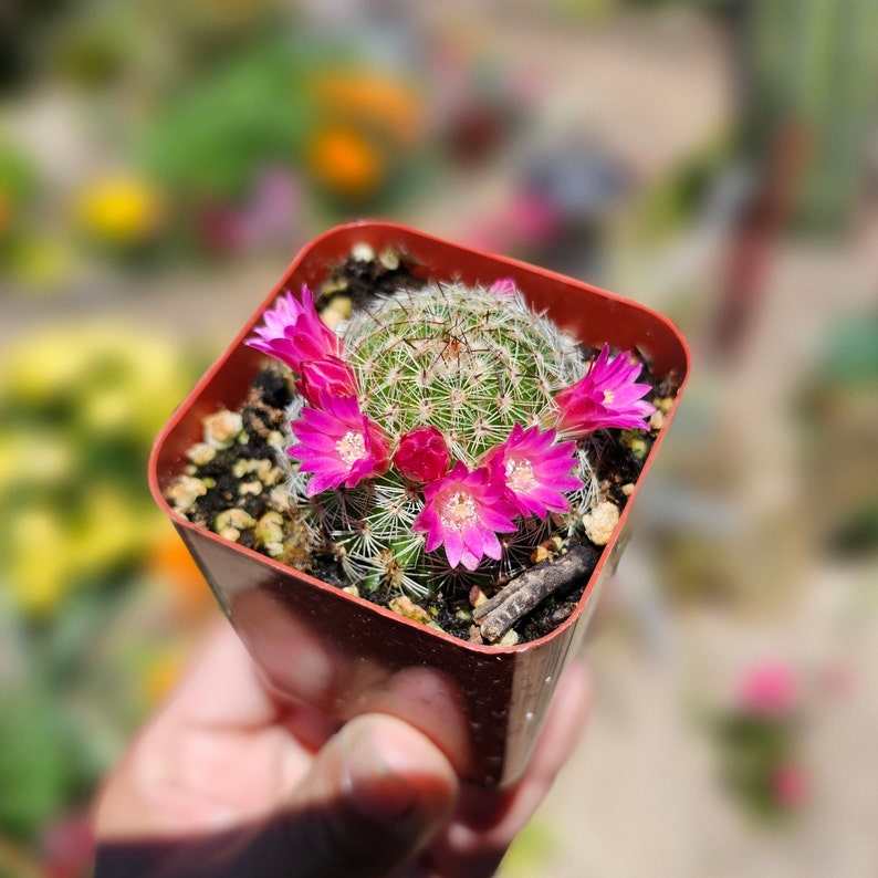 Mammillaria Matudae Thumb Cactus pink blooms