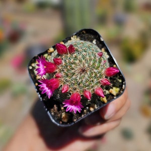 Mammillaria Matudae Thumb Cactus