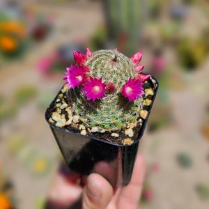 Mammillaria Matudae Thumb Cactus flowering