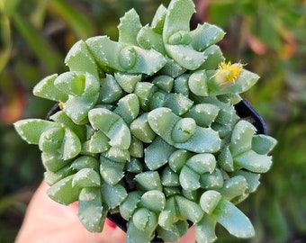 2" Faucaria Tiger Jaws