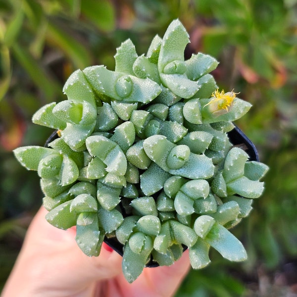 2" Faucaria Tiger Jaws