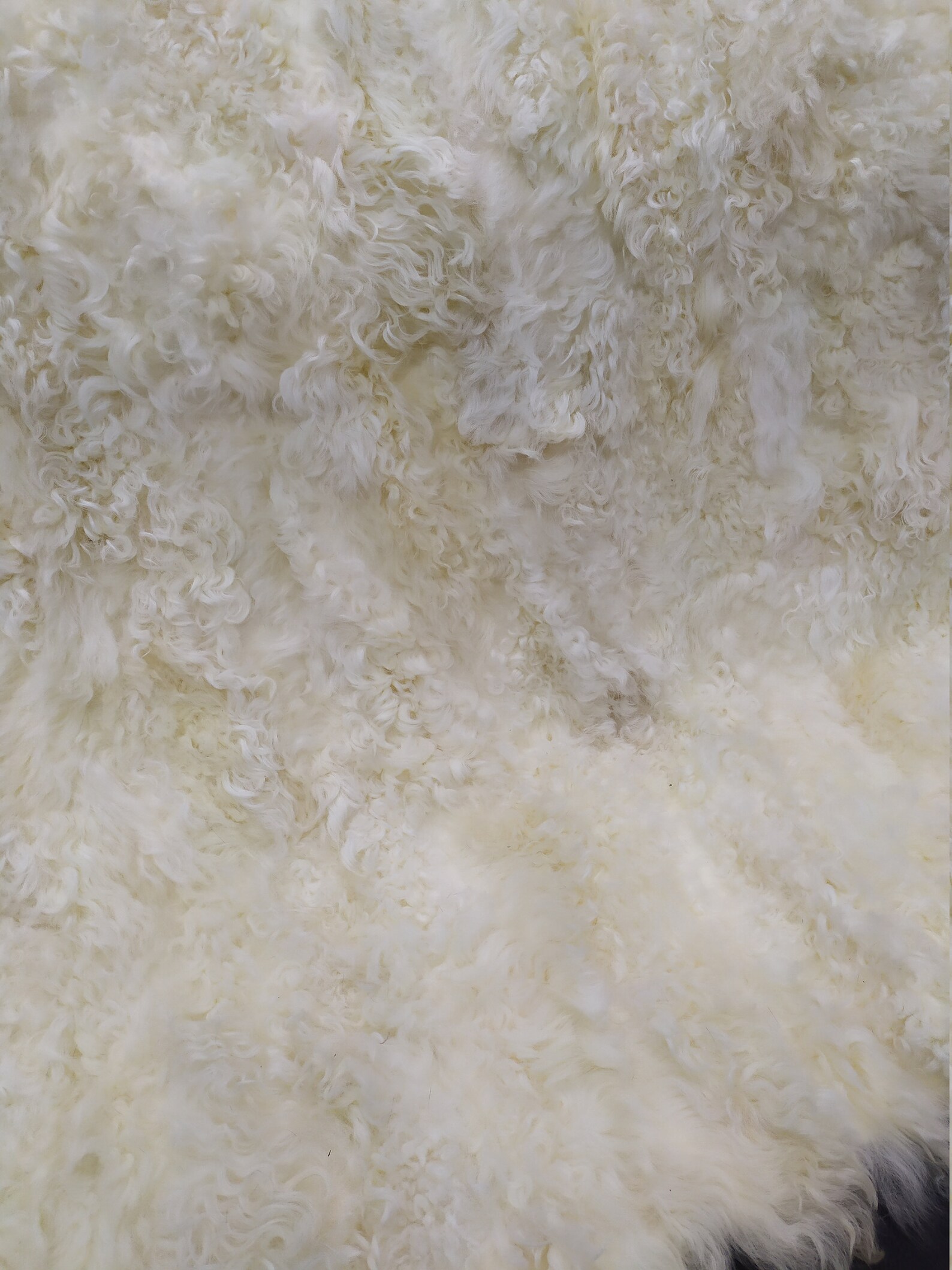 Real Mongolian Lamb Fur Blanket Throw White & Ecru Color Etsy