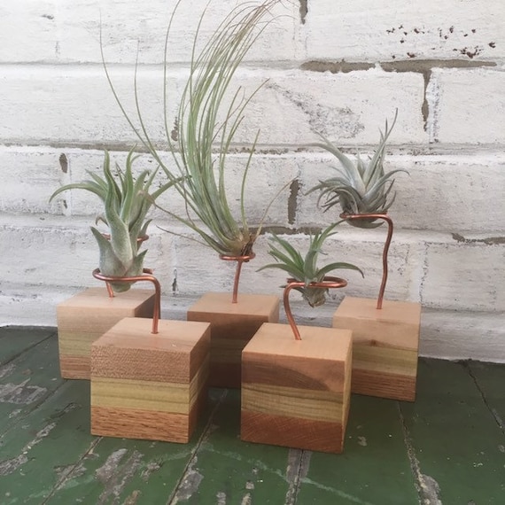 Air Plant Stand - Etsy