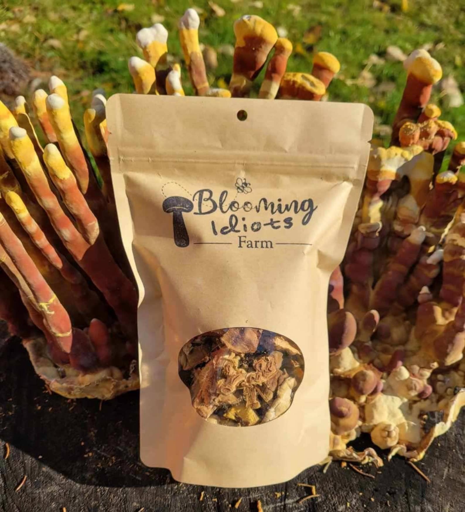 Reishi Mushroom dried Antler Reishimushroom Tea Healthy Etsy