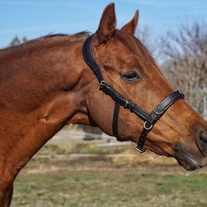Puede incluir: Un caballo castaño con un cabestro de cuero negro con herrajes dorados. El caballo está de perfil, con la cabeza ligeramente girada hacia el espectador. El fondo es una vista borrosa de un campo y árboles bajo un cielo azul.