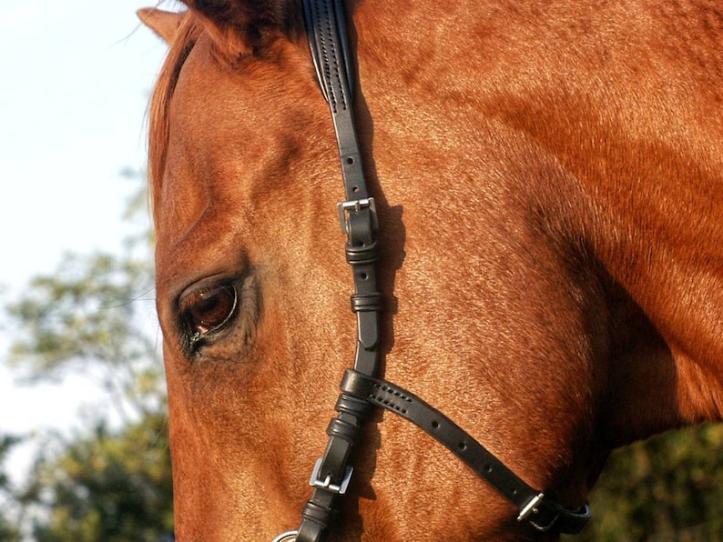 Hackamore headstall hackamore bridle bitless bridle Etsy