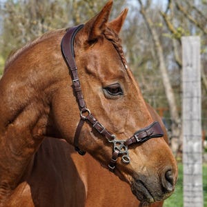 Hackamore Bridle - with or without shanks
