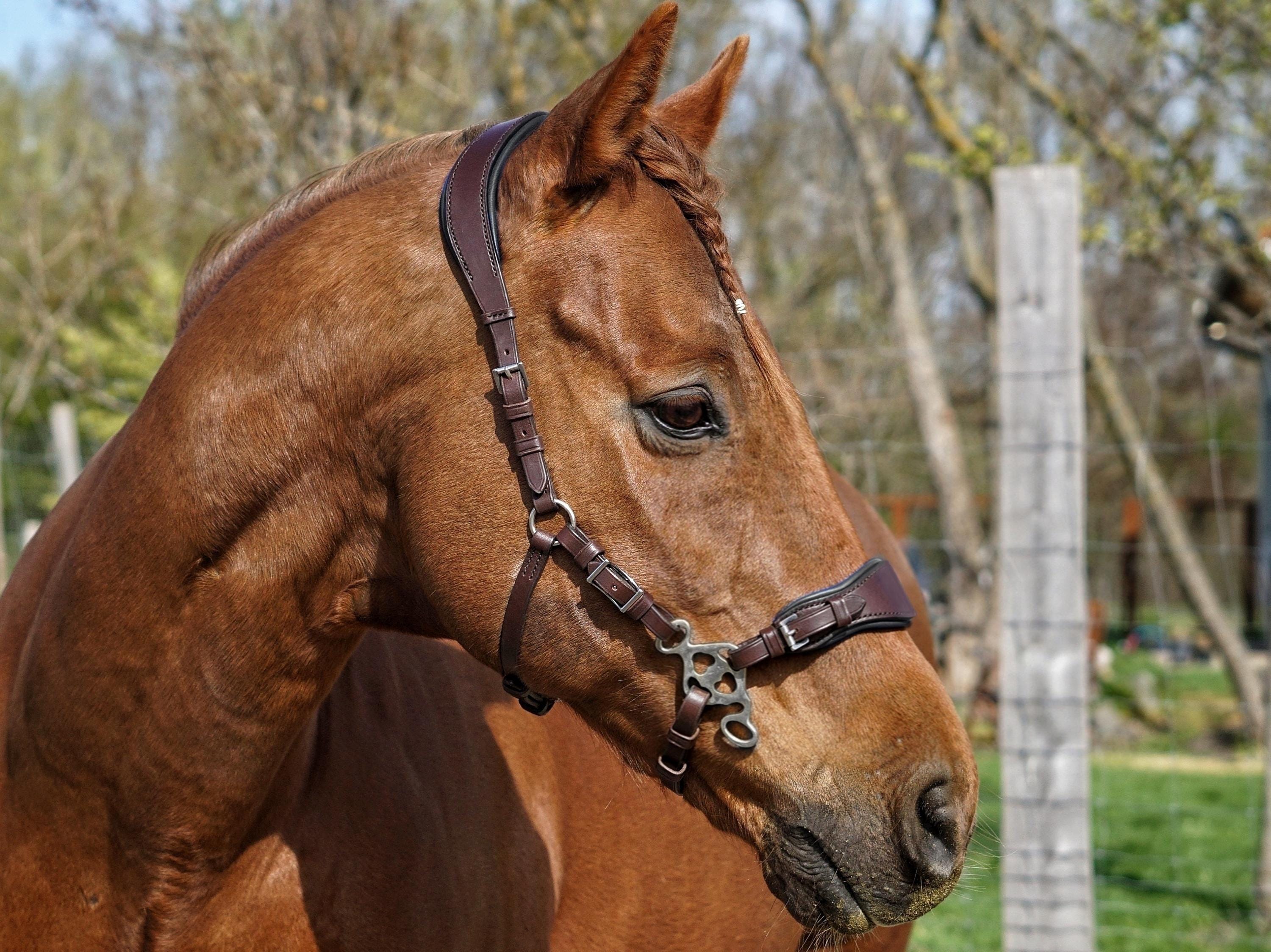 Hackamore Western En Cuir Avec Coiffe - Pour L'entraînement Des Chevaux, Occasion