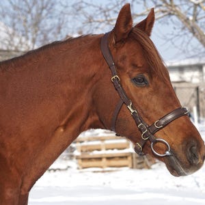 May include: A brown horse wearing a dark brown leather bridle with brass fittings. The horse is in a snowy outdoor scene, with trees and a building in the background. The bridle has a noseband, cheekpieces, and a bit.